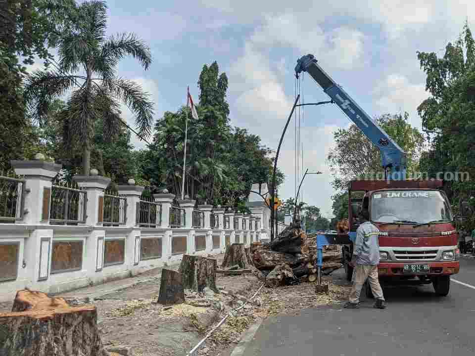 Pemotongan Pohon Pengayom di Jalan Pahlawan Bojonegoro.