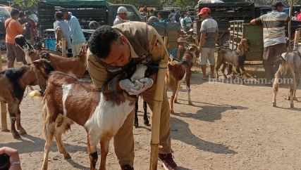 Sidak, 4 Kambing di Kota Blitar Dinyatakan Tak Penuhi Syarat Kurban Petugas Dinas Ketahanan Pangan dan Pertanian Kota Blitar memeriksa kambing di pasar Dimoro.