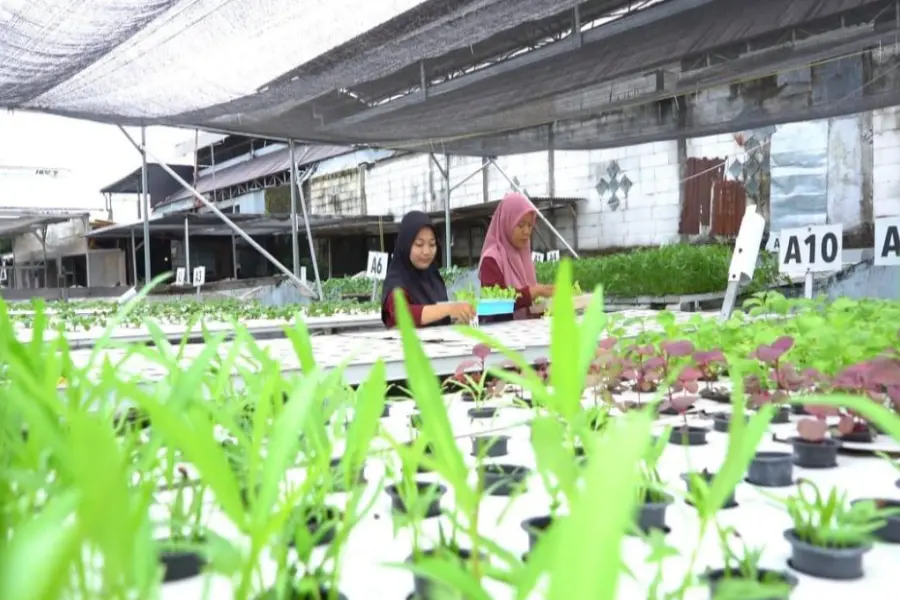 Hidroponik Lamongan