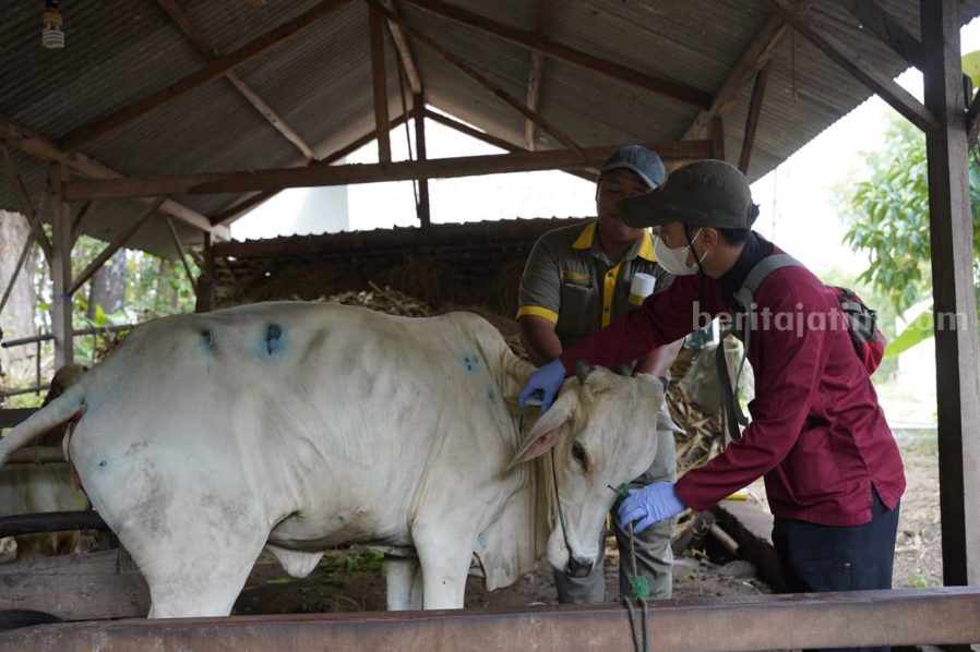Ternak sapi yang sedang diobati oleh petugas kesehatan hewan. [Foto:Diah Ayu/beritajatim.com]