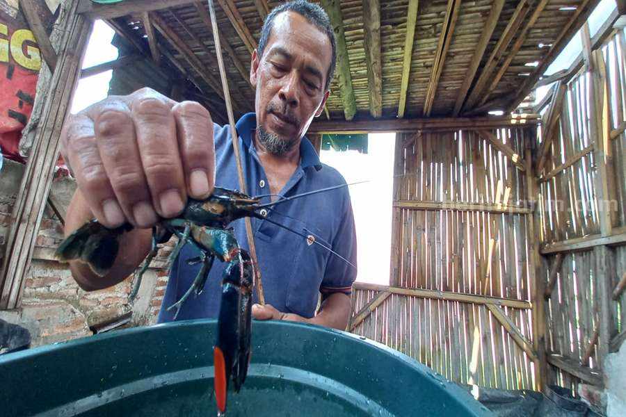 Rudi Eko, asal Pasuruan saat menunjukkan Lobster hasil budidayanya.