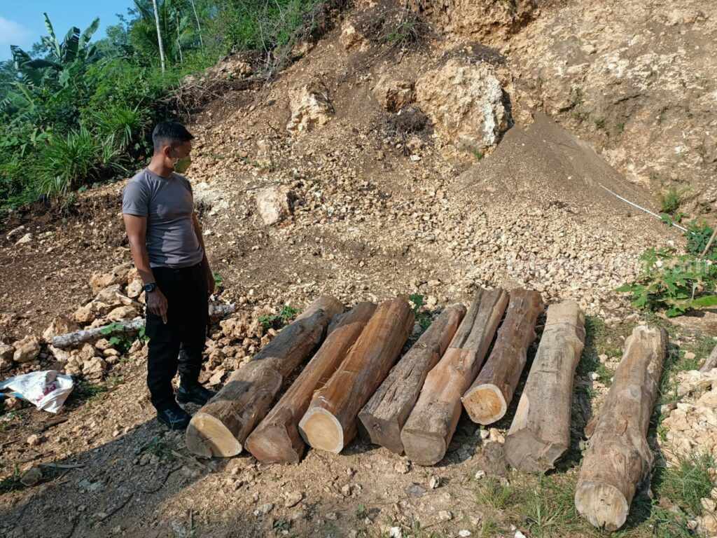 Barang bukti berupa 8 gelondong kayu hutan jenis Sono Keling tanpa disertai dokumen resmi diamankan Unit Reskrim Polsek Gedangan, Senin (5/6/2023).