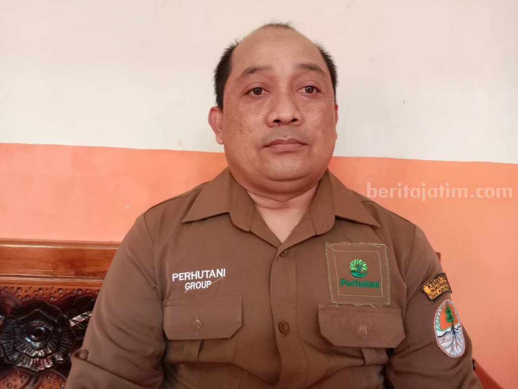 200 Anak Penyu Bakal Dilepas di Pantai Bajulmati Malang Kepala Bagian Pemangkuan Hutan (BKPH) Sumbermanjing, Perhutani KPH Malang, Amir Chamzah.