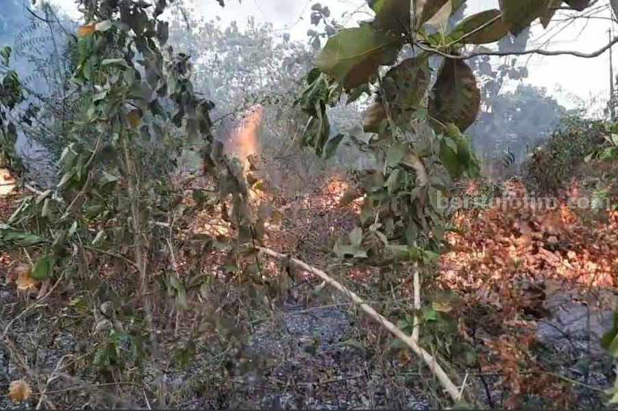 Hutan di wilayah Kabupaten Tuban. [Foto:Diah Ayu/beritajatim.com]