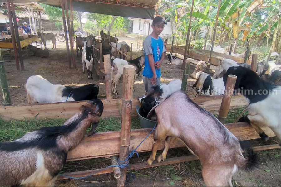 Harga Hewan Kurban Diperkirakan Naik Dibanding Tahun Lalu Sumiarto saat berdagang hewan qurban di lapaknya di Desa Ngadirejo, Wonoasri, Madiu, Selasa (13/6/2023)