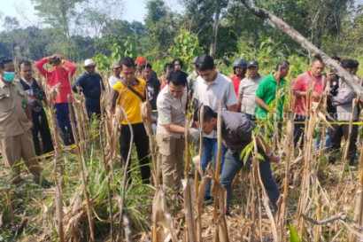 Polisi saat melakukan olah TKP di lokasi temuan mayat perempuan di kebun jagung petak 53 A1 RPH Sidolaju BKPH Kedunggalar masuk Desa Bangunrejo Kidul, Kedunggalar, Ngawi, Jawa Timur, Selasa (20/6/2023)