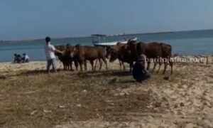 Sapi di Bangkalan Berenang lalu Naik Kapal Menuju Kalsel Potongan video amatir sapi berenang menuju kapal di laut Tanjung Bumi, Bangkalan (Foto: Zamachsari/beritajatim.com)