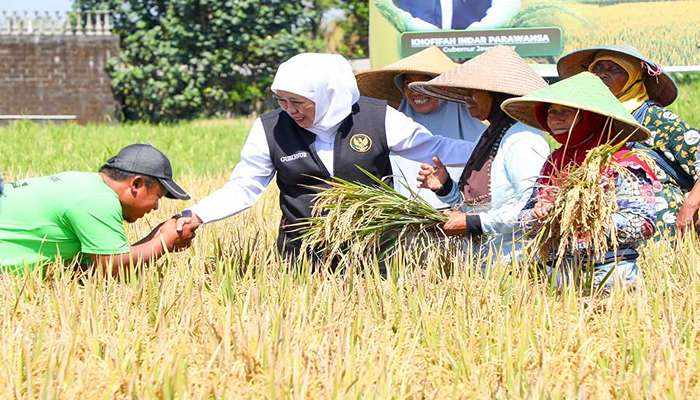 Khofifah: Peningkatan Produktivitas Pertanian Selaras Kesejahteraan Petani Gubernur Khofifah Indar Parawansa