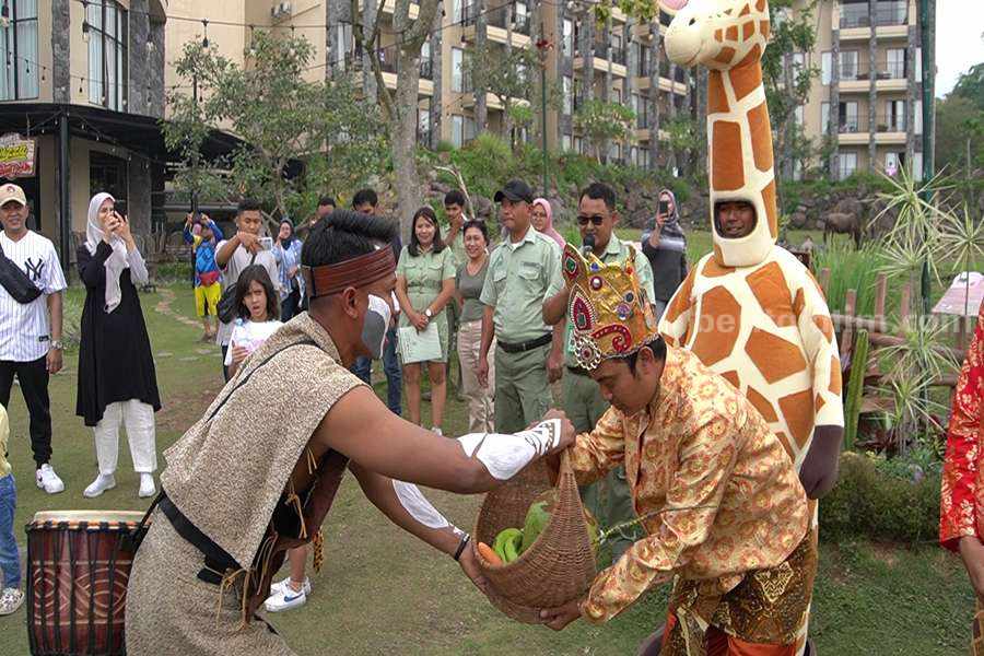 Tradisi mitoni yang dilakukan oleh Taman Safari Indonesia II kepada koleksi satwa Jerapah.