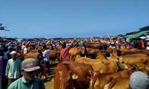 Harga Sapi di Sampang Meroket Jelang Iduladha Pasar sapi Aeng Sareh, Sampang (Foto: Zamachsari/beritajatim.com)