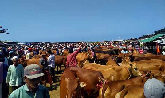 Pasar sapi Aeng Sareh, Sampang (Foto: Zamachsari/beritajatim.com)