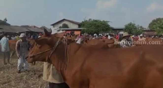 Harga Daging Sapi di Sampang Anjlok Pasar hewan Aeng Sareh, Kecamatan/Kabupaten Sampang (Foto: Zamachsari/beritajatim.com)