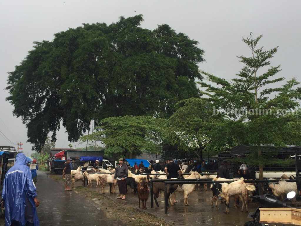 malang