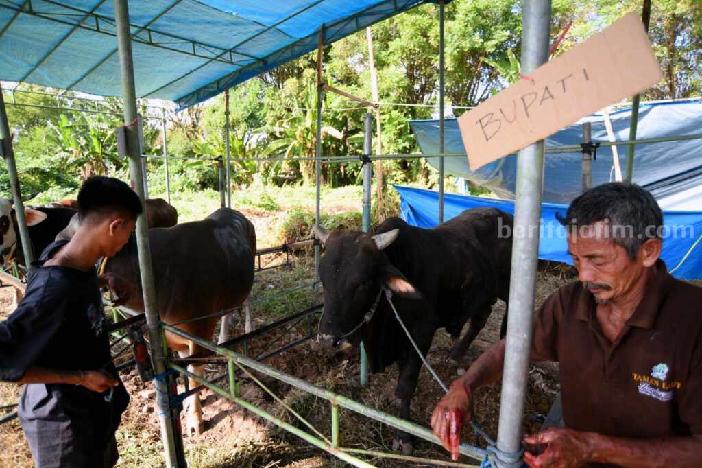 Bupati Banyuwangi Ipuk Kurban Sapi Warna Hitam