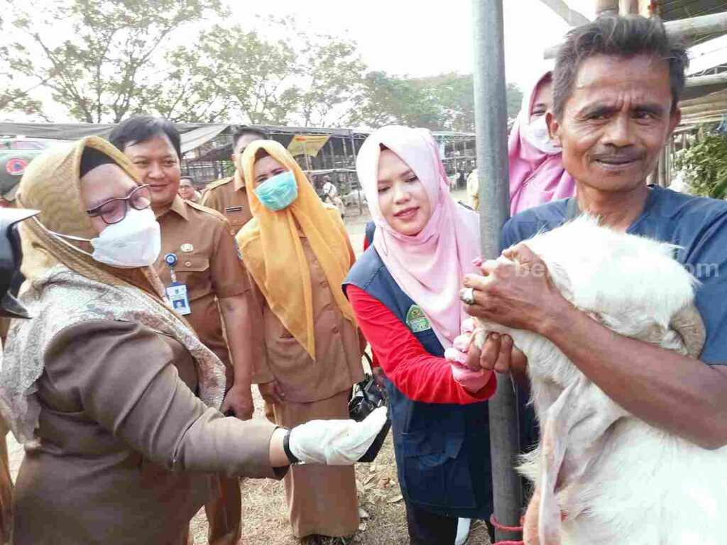 Jelang Iduladha, Penjual Hewan Kurban di Gresik Disidak Penjual hewan kurban saat menunjukkan gigi dihadapan Wabup Gresik Aminatun Habibah. Menjelang Idul Adha Dinas Pertanian Gresik melakukan sidak guna memastikan hewan kurban yang dijual sehat