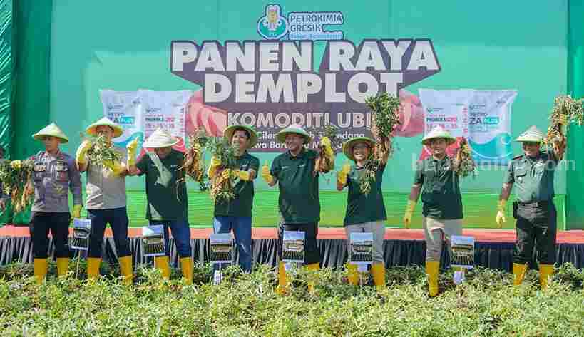 Panen ubi cilembu dengan menggunakan pupuk komersial, atau non subsidi