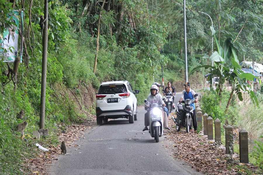 Fenomena Turunnya Kawanan Kera Liar di Seputaran Telaga Ngebel Ponorogo Kera telaga Ngebel