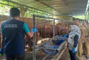 Pemkab Pamekasan Perketat Lalu Lintas Hewan Kurban
