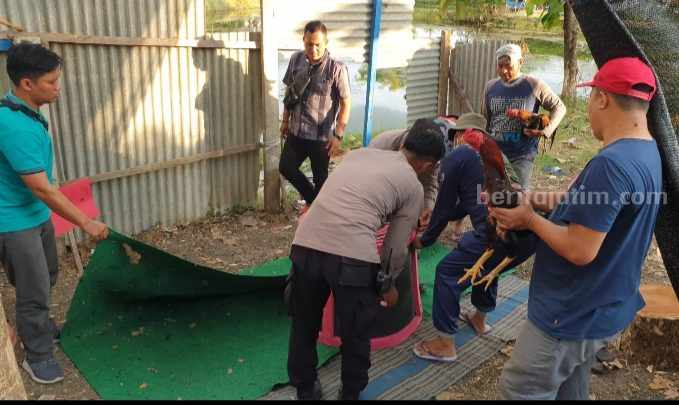 Polisi Gresik Gerebek Judi Sabung Ayam di Karangrejo Aparat kepolisian dari Polsek Manyar saat melakukan penggerebekan judi sabung ayam