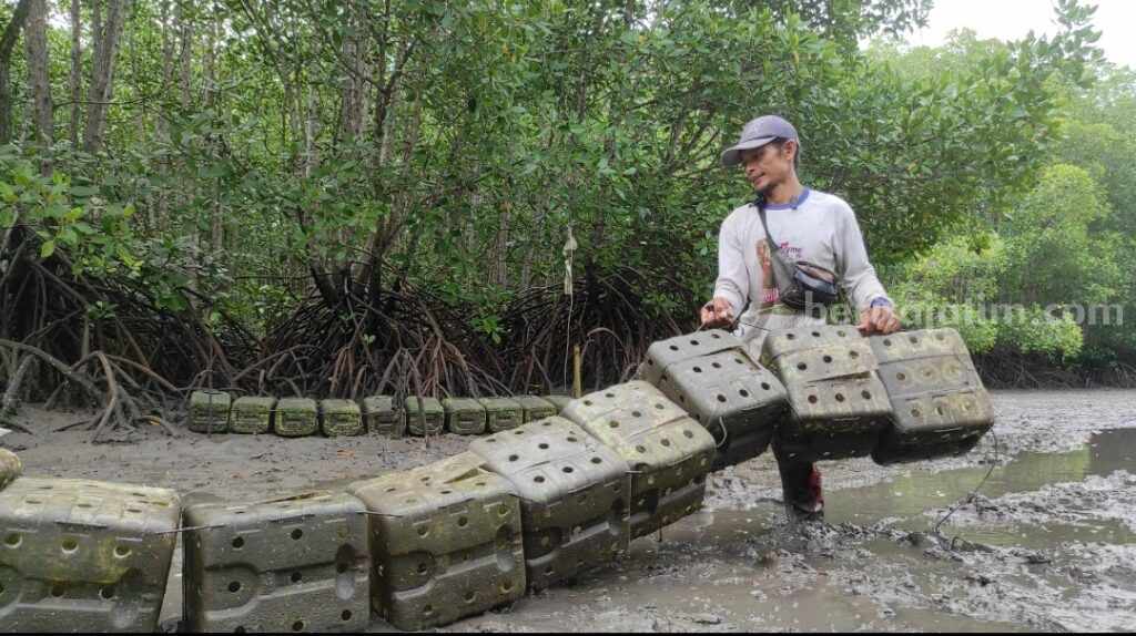 Warga di sekitar rawa bakau di Dusun Persen, Desa Kedungasri, Kecamatan Tegaldlimo Banyuwangi yang mulai berbenah.