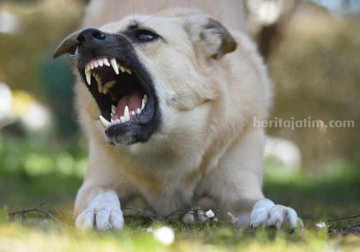 Ilustrasi hewan yang terkena virus rabies atau penyakit anjing gila. (Sumber foto: Alexas Fotos, Pexels)