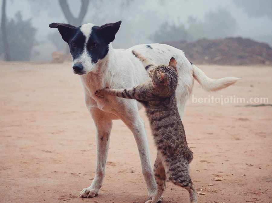 Potret anjing dan kucing yang berpotensi terinfeksi rabies. (Sumber foto: Tehmasip Khan, Pexels)