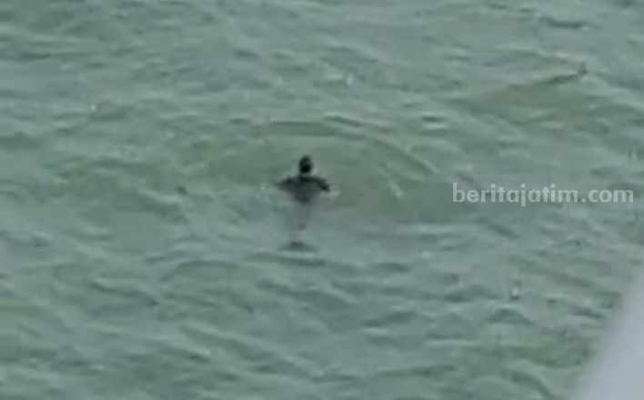 Seorang Pria di Bangkalan Bunuh Diri Lompat ke Laut Jembatan Suramadu Potongan video amatir seorang pria bunuh diri dari jembatan Suramadu (Foto: Zamachsari/beritajatim.com)