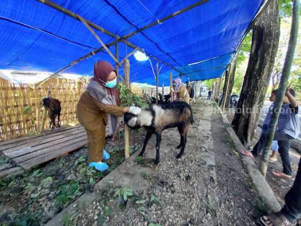 pemeriksaan hewan kurban di lapak-lapak dadakan (foto : Temmy/ beritajatim.com)