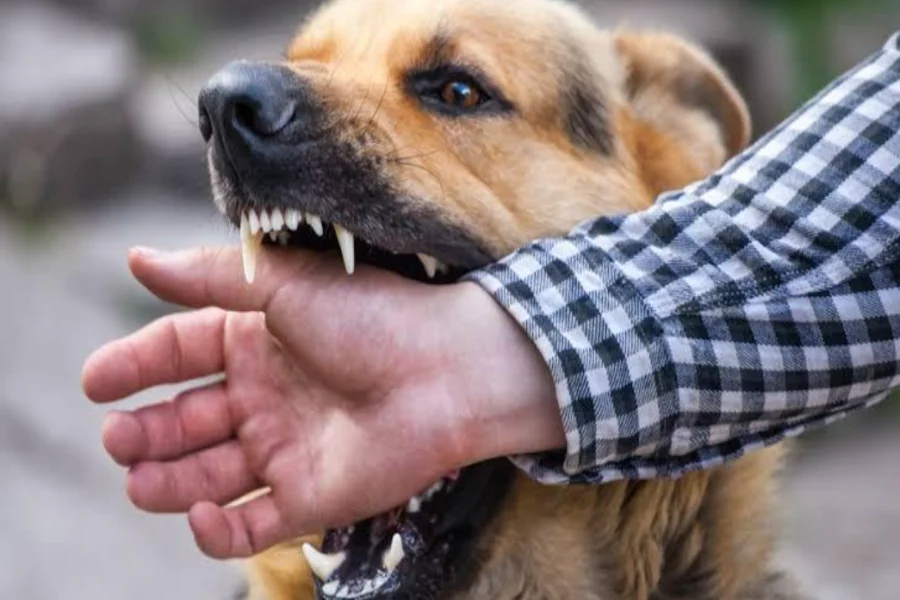 Anjing Rabies