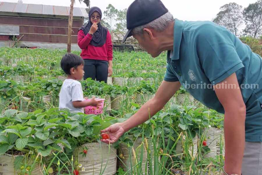 Pengunjung saat memetik stroberi di Kebun Stroberi dekat Taman Wisata Tirto Gumarang, Desa Ngancar, Plaosan, Magetan,  Sabtu (3/6/2023)