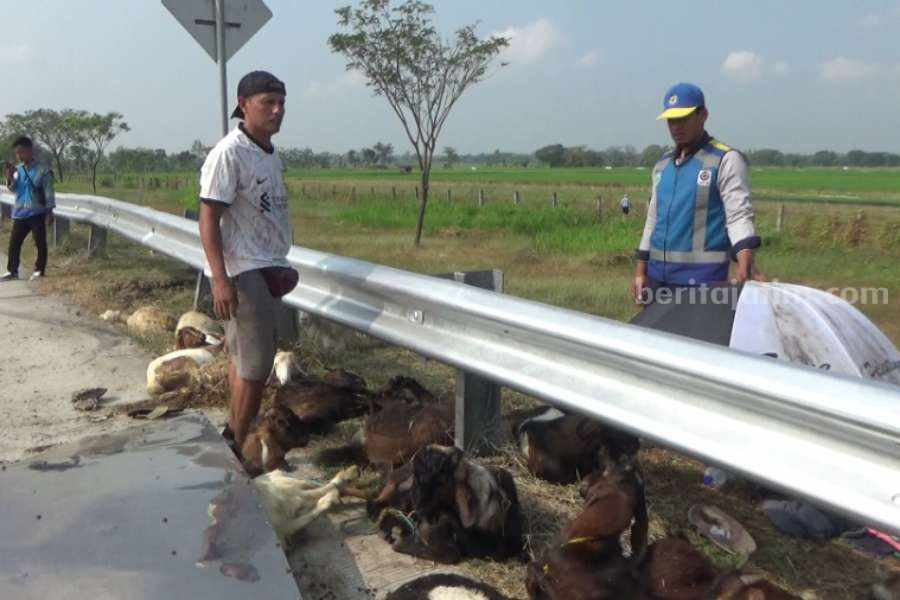 Pikap Terguling di Tol Ngawi, Kambing Kurban Terlempar pikap terguling di Ngawi