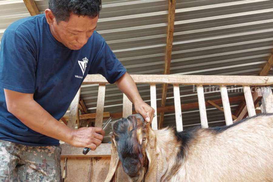 Pedagang Hewan Kurban di Magetan Ini Dulunya Tukang Cukur Rambut Joko Sumedi saat merapikan bulu hewan kurban di kandang miliknya di Kelurahan Kraton Kecamatan Maospati Kabupaten Magetan, Jawa Timur, Senin (19/6/2023)Joko Sumedi saat merapikan bulu hewan kurban di kandang miliknya di Kelurahan Kraton Kecamatan Maospati Kabupaten Magetan, Jawa Timur, Senin (19/6/2023)