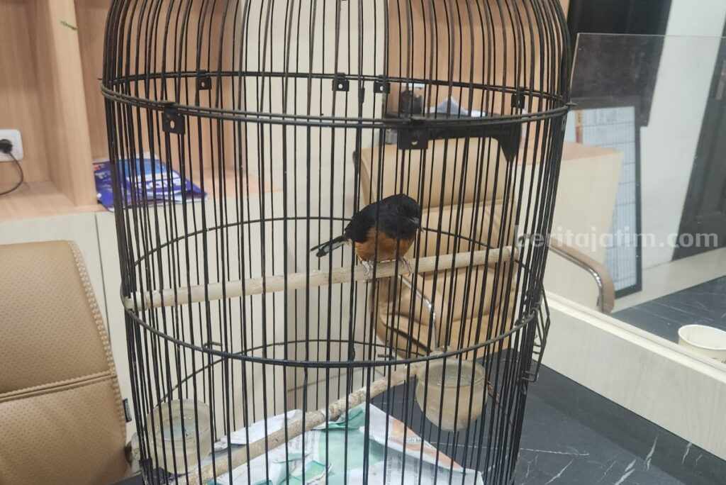 Pencuri Burung