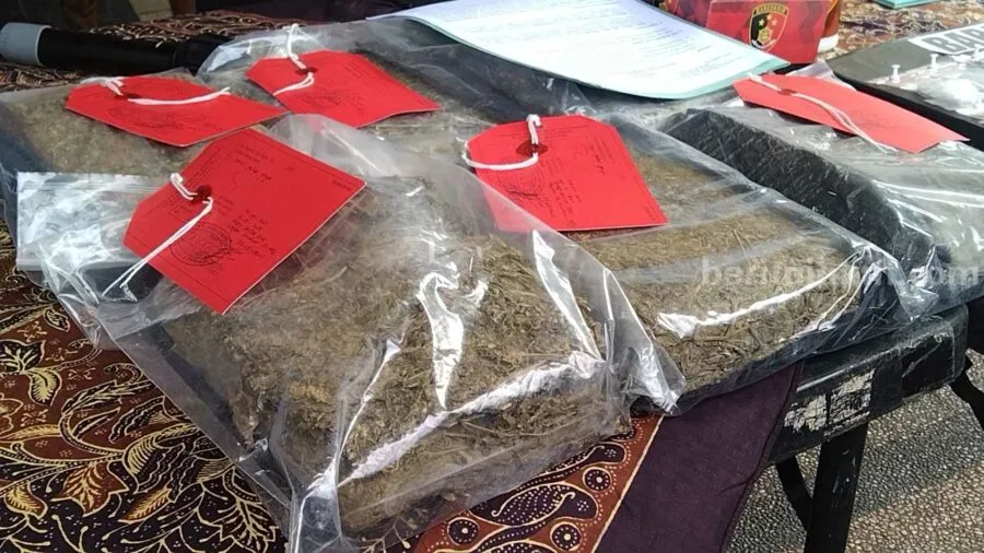 Polres Malang Gagalkan Peredaran 6,5 Kg Ganja, 3 Pelaku Tertangkap ganja