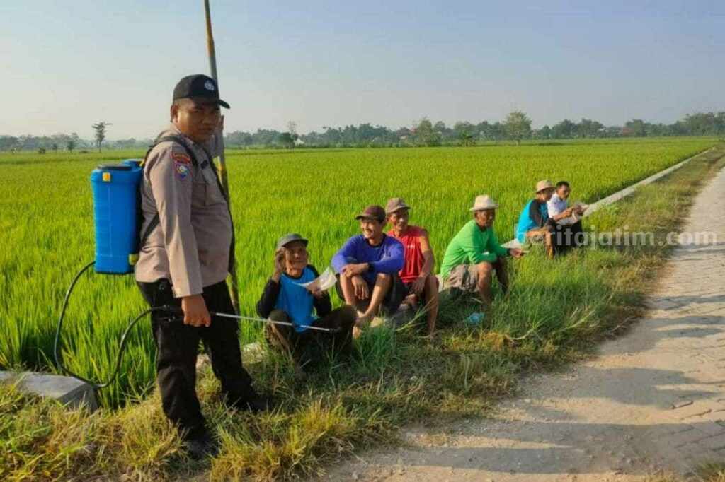Bhabinkamtibmas Polres Lamongan saat membantu warga Desa Sidomukti untuk memberantas hama padi (Foto: Thoriq/beritajatim.com).
