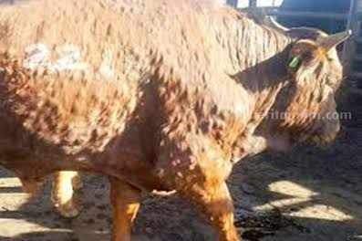 Sapi warga kabupaten Blitar yang terjangkit penyakit LSD