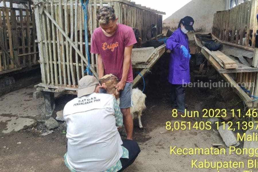 kambing kurban blitar