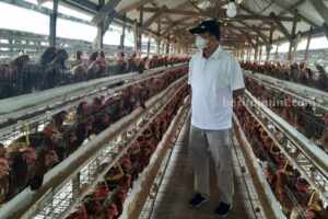 Pakan Naik, Harga Daging Ayam di Sumenep Ikut Melejit
