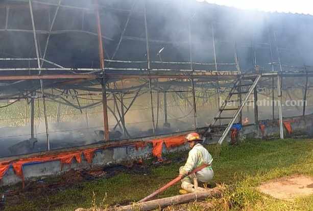 Kandang berkapasitas 13 ribu ekor ayam di Desa Grpgol Kecamatan Diwek terbakar, Senin (26/6/2023)