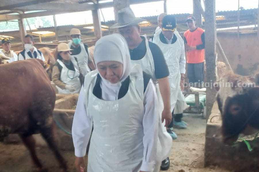 khofifah ke lamongan