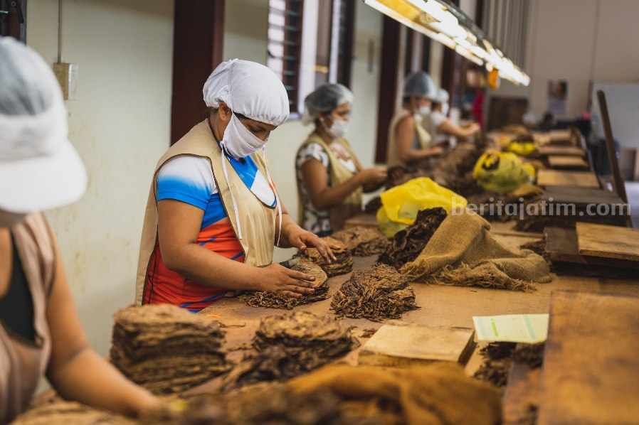 Indonesia Masuk Daftar Negara Penghasil Tembakau Terbesar di Dunia, Jawa Timur Penyumbang Terbanyak Ilustrasi proses produksi tembakau kering.