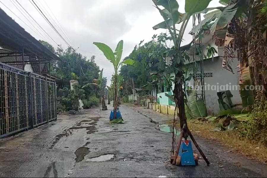 pohon pisang semanding