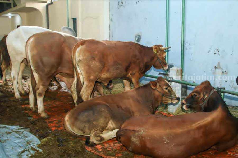 Sapi yang dikurbankan oleh Bupati Lamongan.