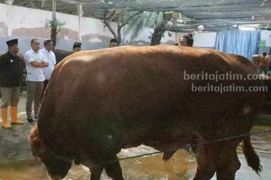 sapi eri b