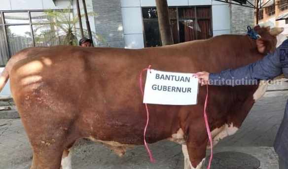 Sapi kurban dari Gubernur Jatim Khofifah Indar Parawansa yang dikirim ke Pesantren Tebuireng Jombang