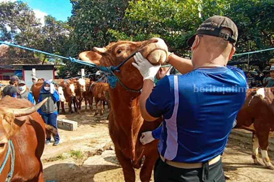 Suasana sidak sapi di pasar hewan Dimoro Kota Blitar. (Owi/Beritajatim.com)