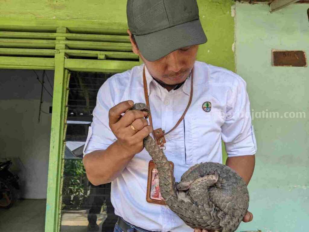 Pengendali Ekosistem Hutan/Ka RKW 09 Mojokerto, BBKSDA Jawa Timur, Fajar Dwi Nur Aji menunjukkan trenggiling yang ditemukan warga. [Foto : ist]