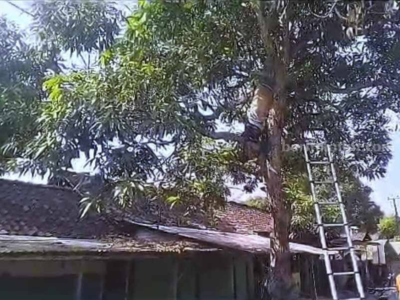 Warga Bojonegoro Meninggal di Atas Pohon
