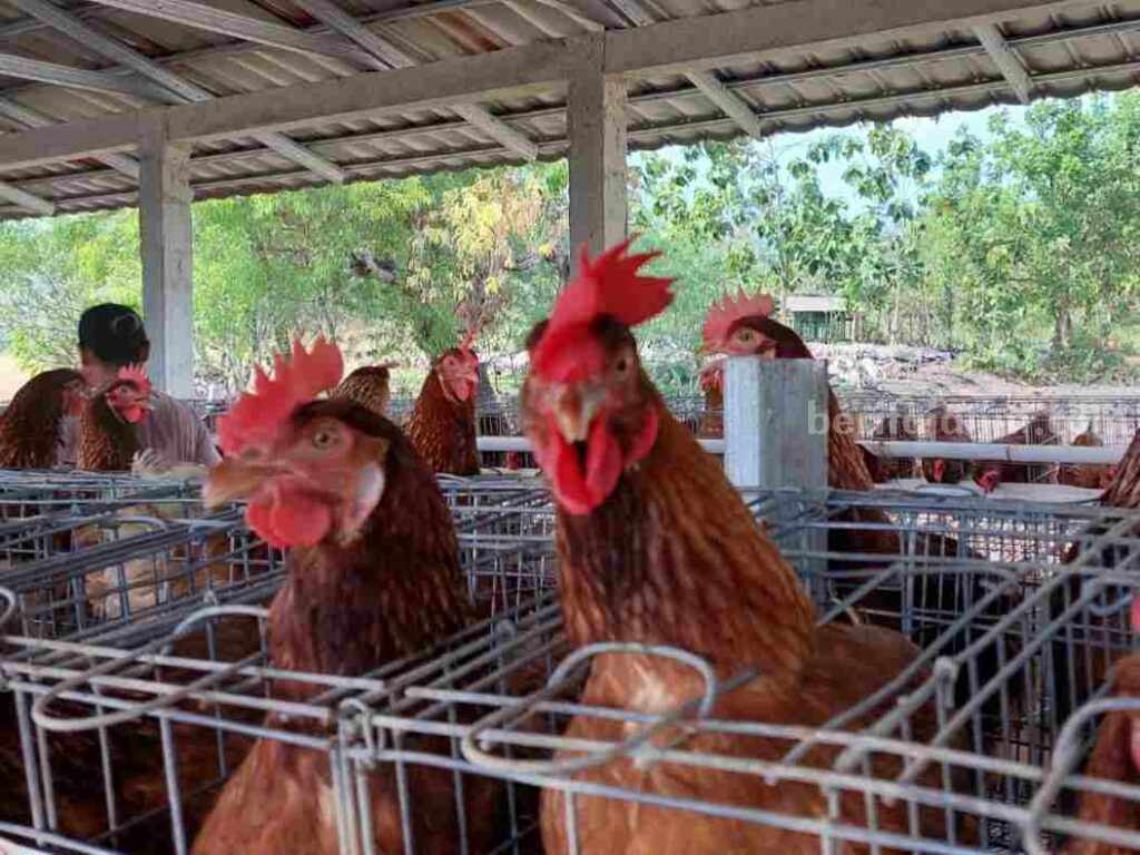 Ayam petelur di Bojonegoro