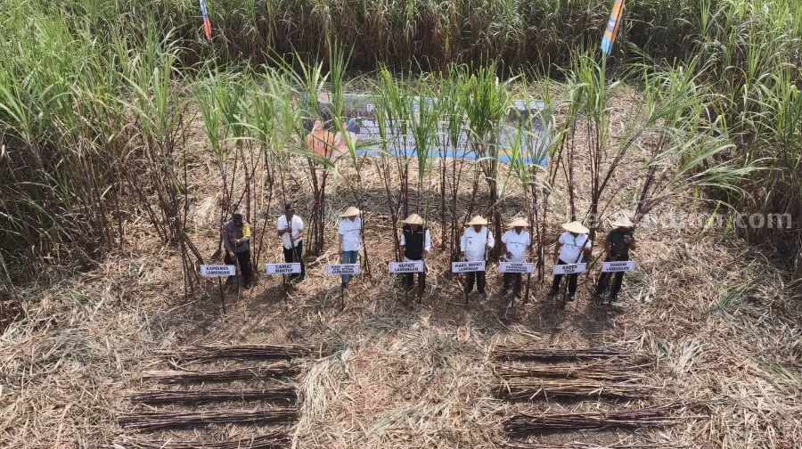 Kegiatan panen raya tebu, di Desa Tugu, Kecamatan Mantup, Kabuapaten Lamongan.